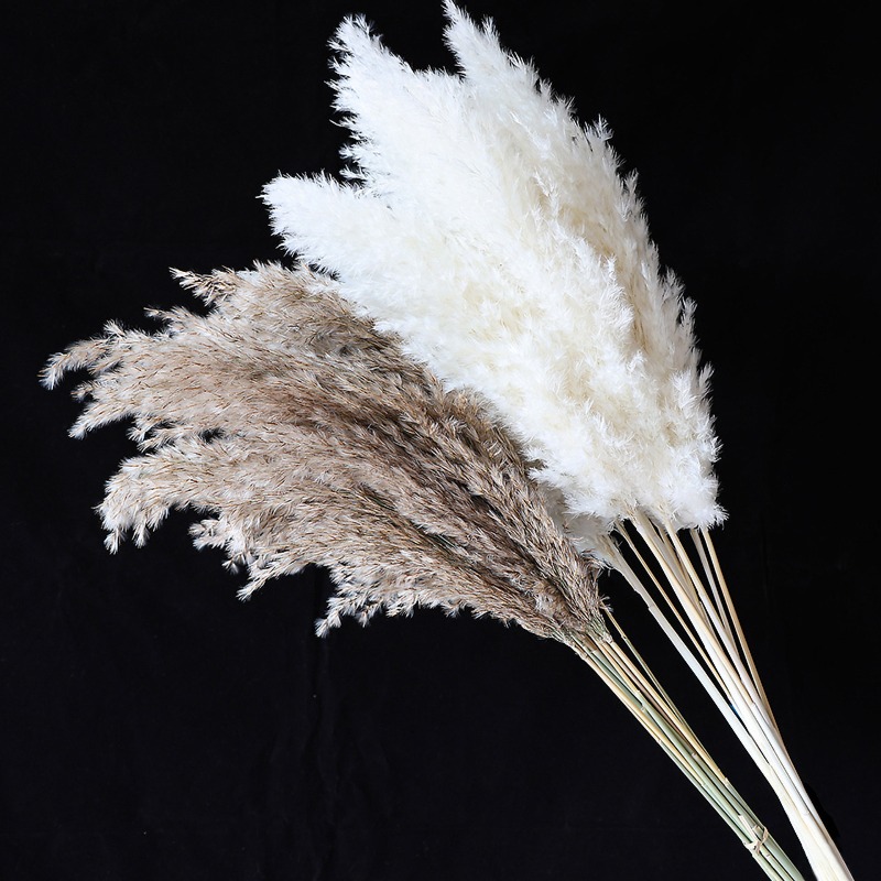 10Pcs Colorful Natural Reeds P - đánh giá và giá Bonsai Garden Decor