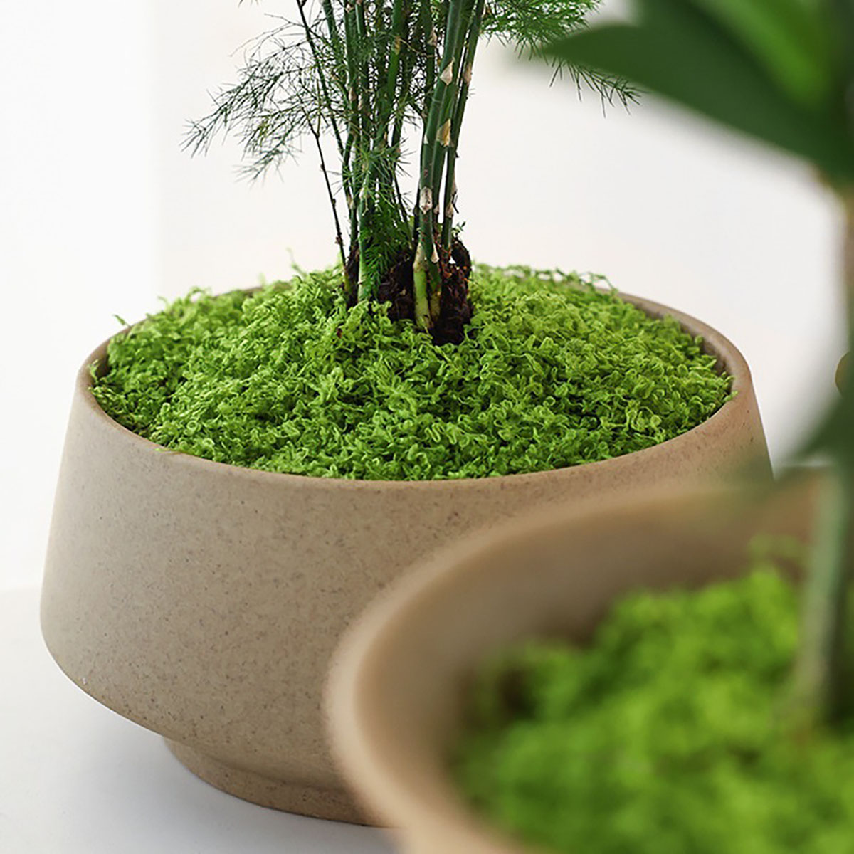 About 20g Artificial Green Pla - đánh giá và giá Bonsai Garden Decor