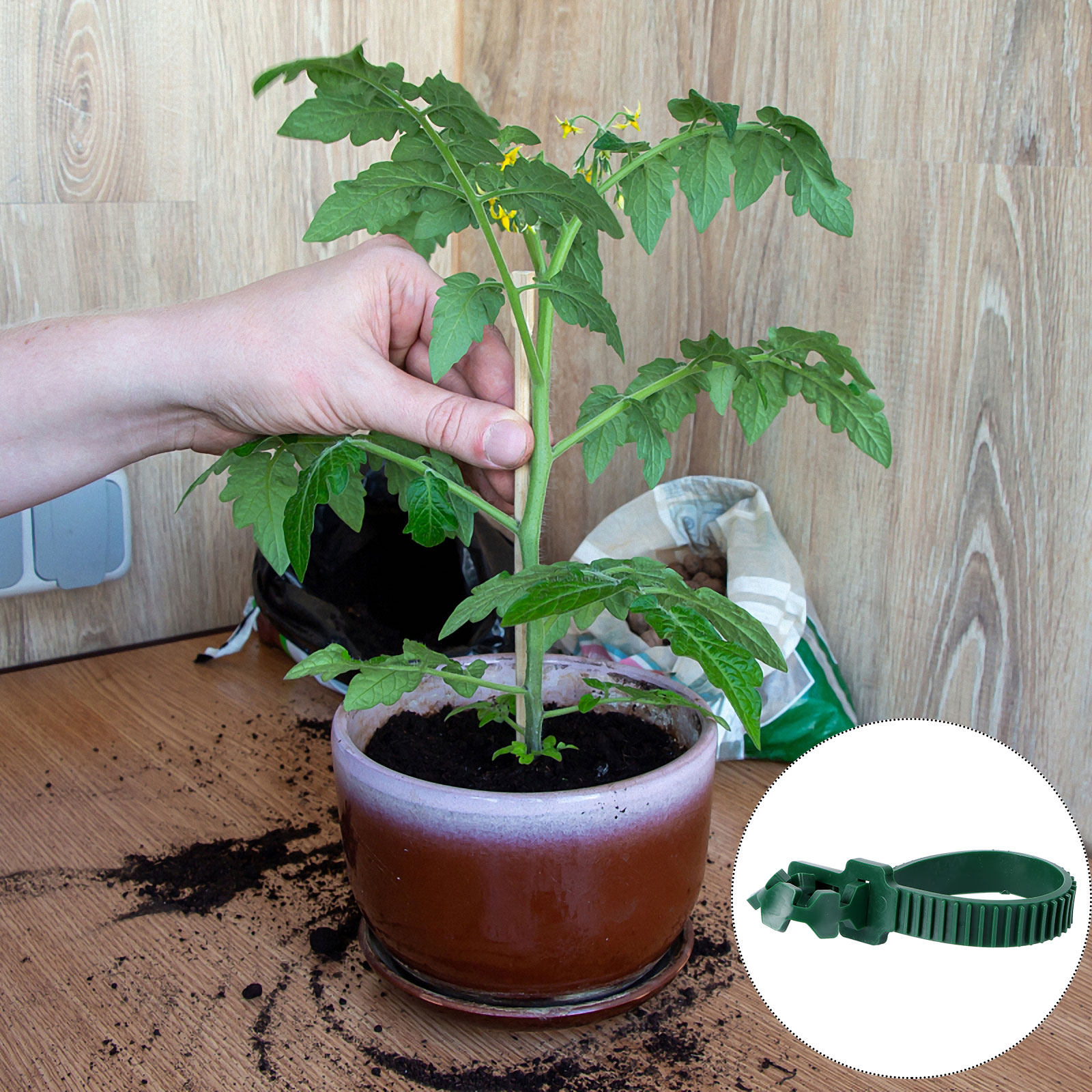 20Pcs Vine Fixing Buckle Garde - đánh giá và giá Bonsai Gardening